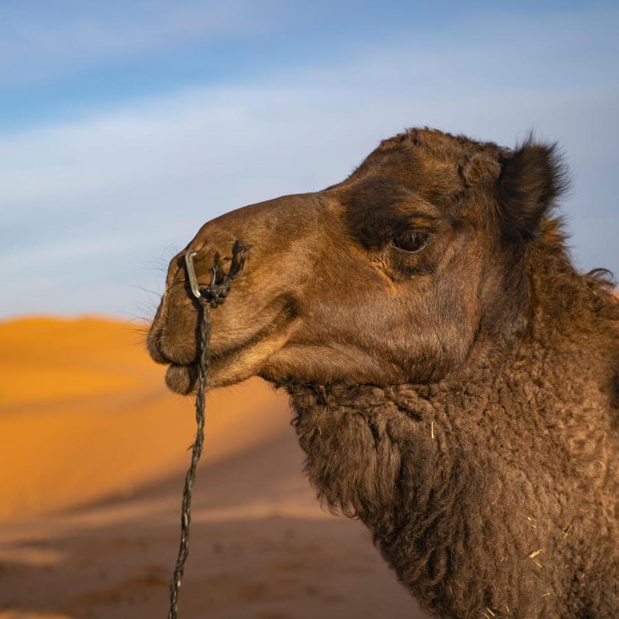 مرزوكة Authentic Desert Luxury Camp المظهر الخارجي الصورة